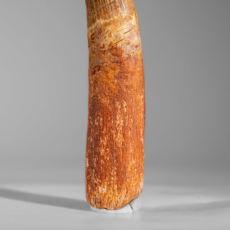 Genuine Mosasaurus Tooth In Display Case (57 Grams)