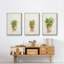 Succulent I, encadré sur toile, 3 pièces-163068308-163068309