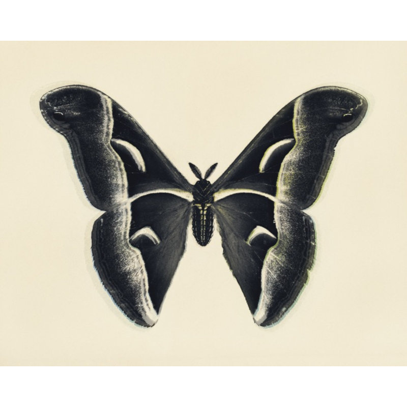 Flutter 3 Print by Todaro, Katie
