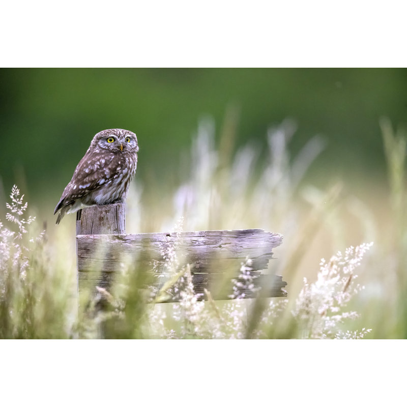 Wrapped Canvas Print, 50.8 cm H x 76.2 cm W