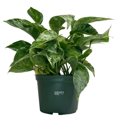 Nature's Way Farms 6 inch Marble Queen Pothos Live House plant