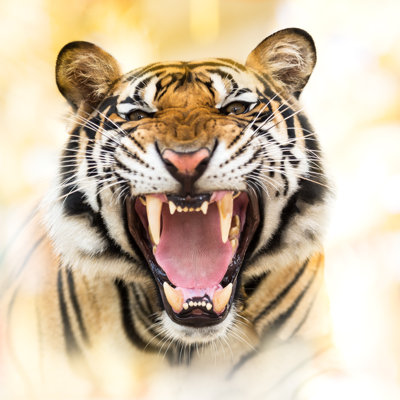 " Growl Siberian Tiger " by Fotoslaz