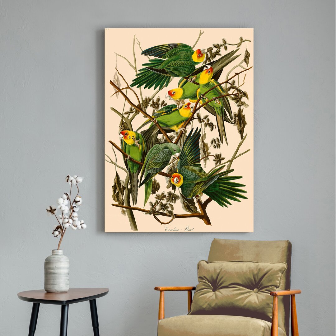 Leinwandbild Carolina Parrot von James Audubon