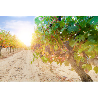 Grapes in a Vineyard by Salima Senyavskaya