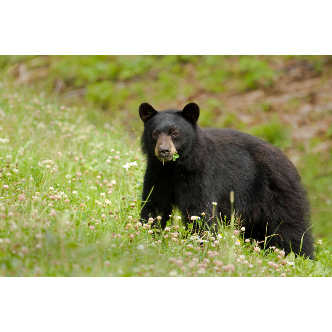 Schwarzer Bär frisst Gras auf einer Wildblumenwiese von BirdImages - Kunstdrucke ohne Rahmen auf Leinwand