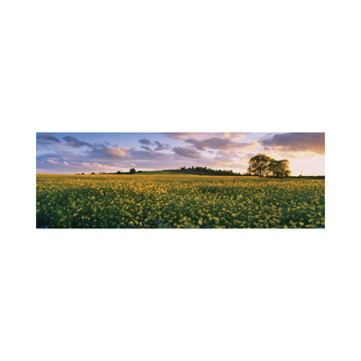 Oilseed Rapes In A Field, St. Leonard's, Holme-On-Spalding-Moor, East Yorkshire, England - Wrapped Canvas Panoramic Print