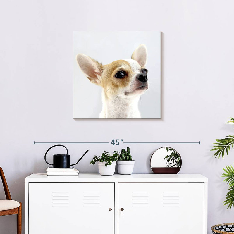 Crowle Musing Chihuahua, 24" H x 24" W