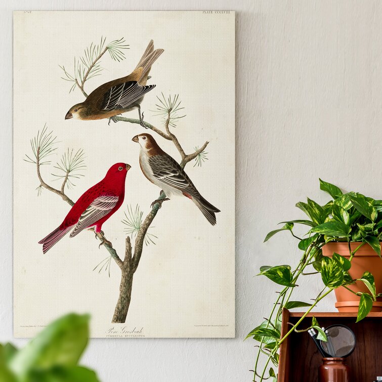 Charlton Home® Pl 358 Pine Grosbeak On Canvas | Wayfair