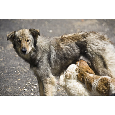 Stray Dogs by Seraficus - Print