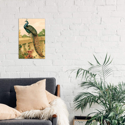 Peacock - Wrapped Canvas Print