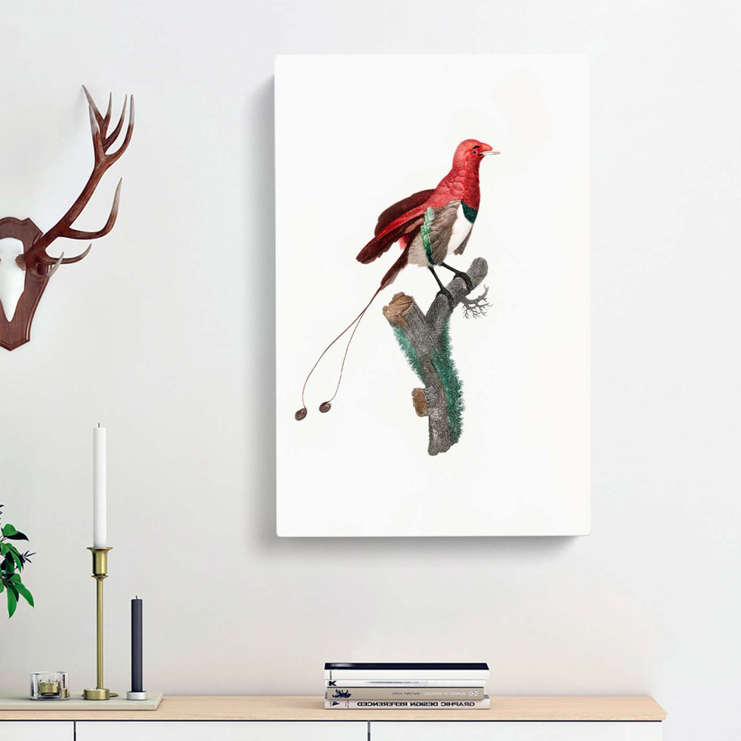 King Bird Of Paradise by Jacques Barraband - Wrapped Canvas