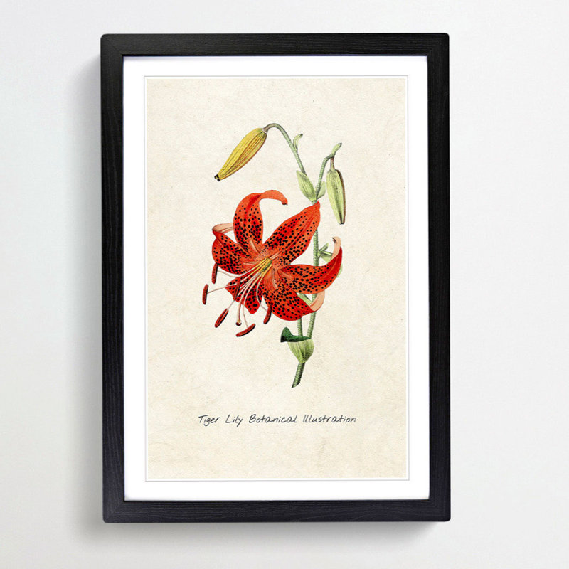 Illustration of a Tiger Lily Flower - Framed Print, 48cm H x 36cm W x 2cm D, Black Framed