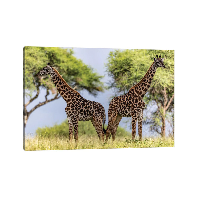 Twins by Anders Jorulf - Wrapped Canvas Gallery-Wrapped Canvas Giclée, 20.32cm H x 30.48cm W