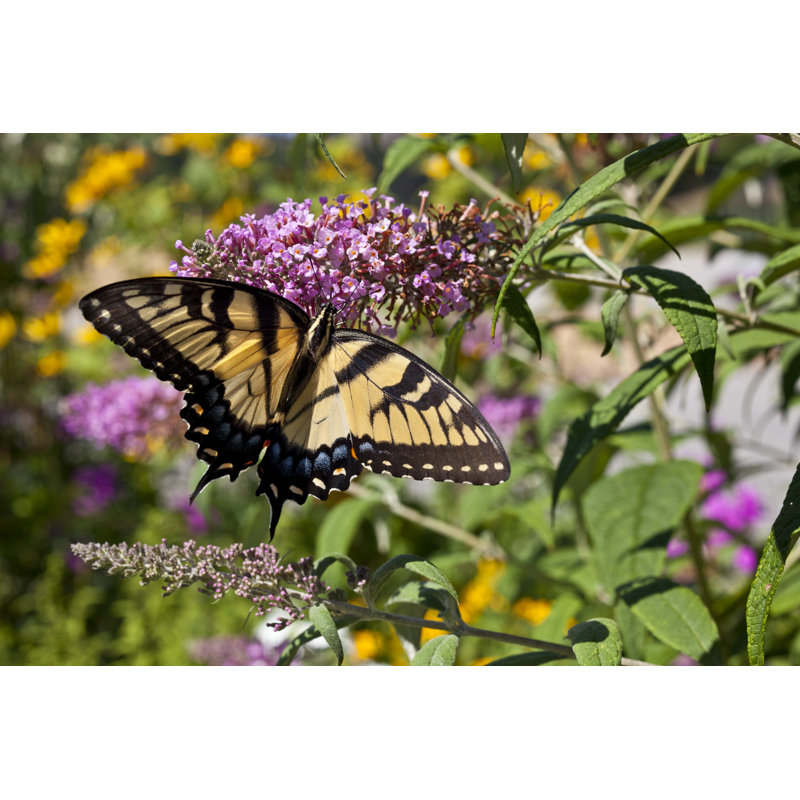 Tiger Butterfly - Wrapped Canvas Print, 61cm H x 91cm W x 3.8cm D