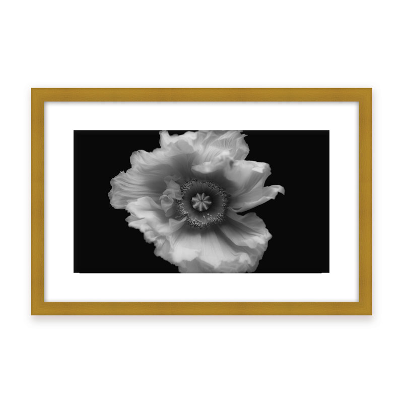 Nature Inspired Poppy in Mono by  - Picture Frame Photograph on Paper, 16" H x 24" W x 1.125" D, Framed Matted Print, Black