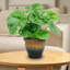 Pot à fleurs extérieur rond en céramique Ailynn-215457973-215457970