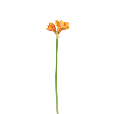 Amaryllis Arrangement