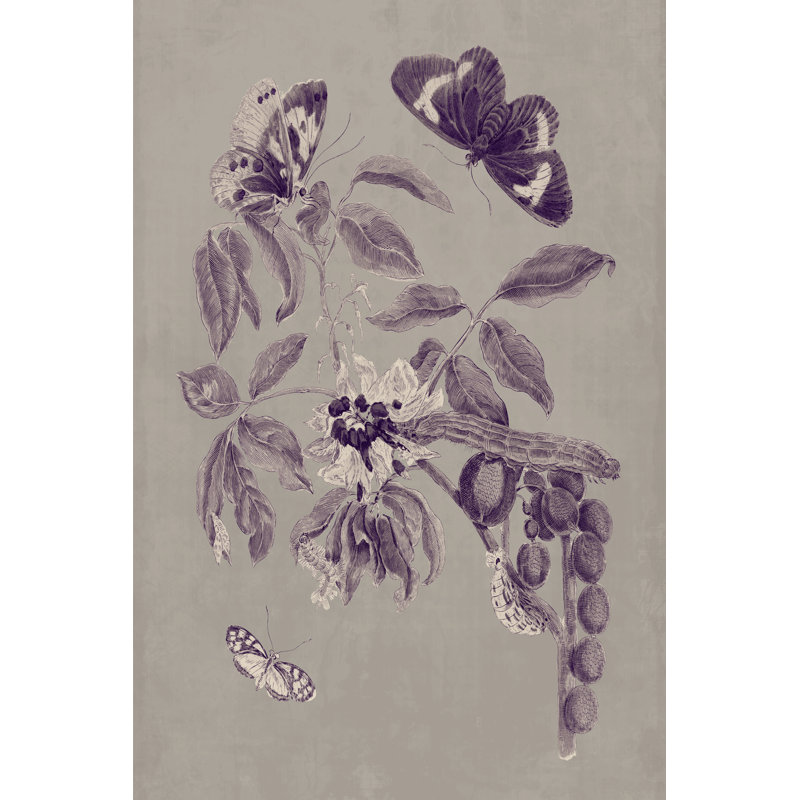 Nature Study In Plum & Taupe II by Maria S. Merian - Wrapped Canvas Art Print, 46cm H x 30cm W