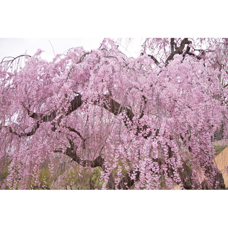 Higan Cherry Tree by JaysonPhotography - Wrapped Canvas Print, 30cm H x 46cm W