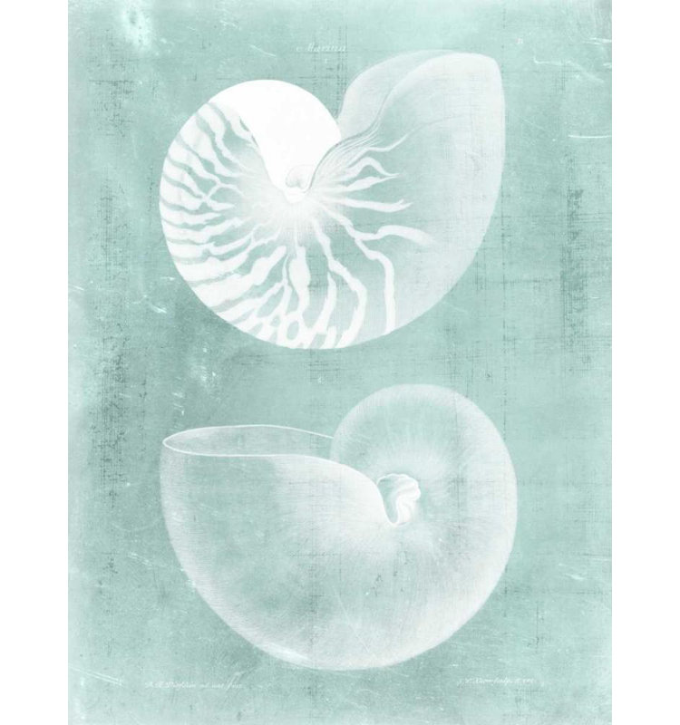 Art sur toile tendue, Breakwater Bay Vision Studio, Nautilus on Spa I, H 36 po x l 28 po