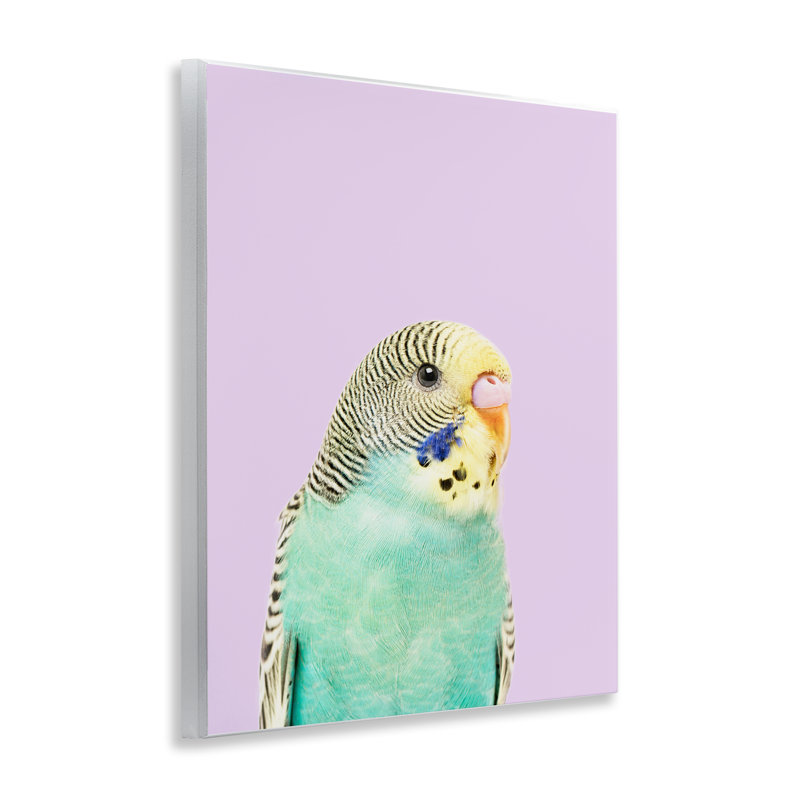 «Pastel Budgie Bird» par Sissi et Seb