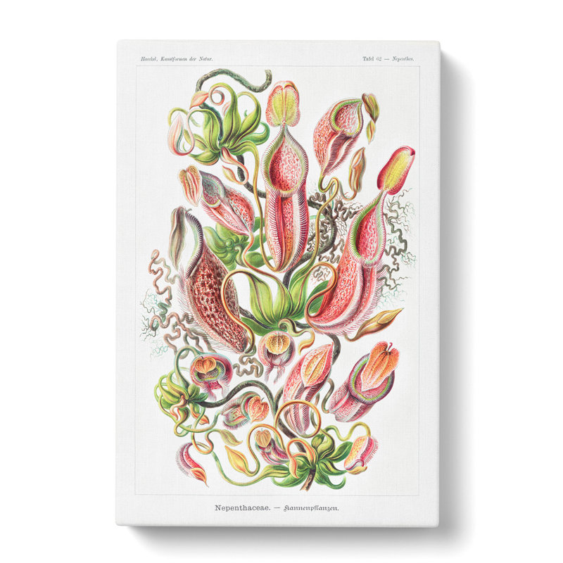 Pitcher Plants by Ernst Haeckel - Wrapped Canvas, 76cm H x 50cm W x 3cm D
