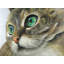 «Peaceful Cat Portrait - Green Hyperrealist», reproduction sur toile encadrée