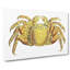 Crab by George Shaw - Wrapped Canvas Painting-55304074
