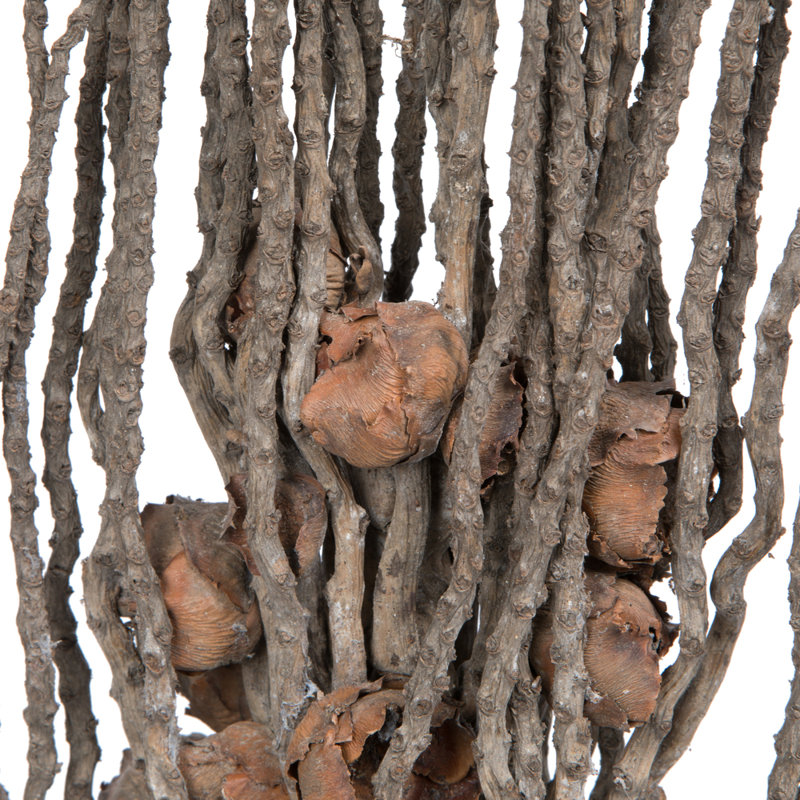 1.5'' Plant