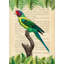 The Plum-Headed Parakeet, After Levaillant by Stef Lamanche - Wrapped Canvas Print-351606557