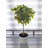 Ficus 18 po
