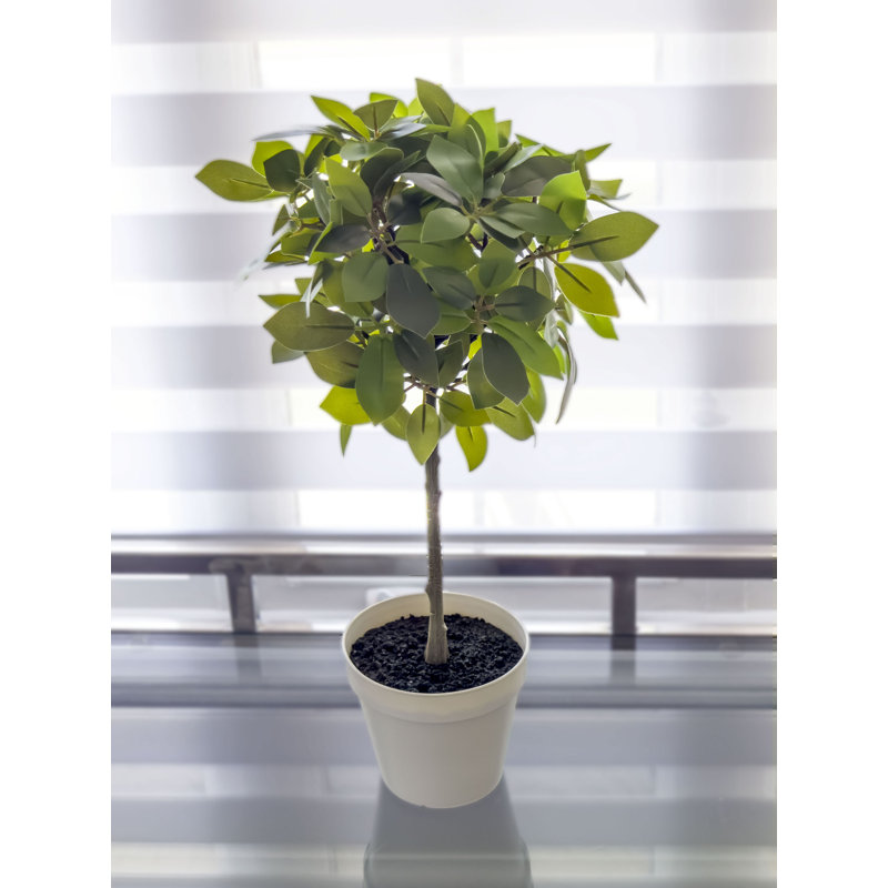 18" Silk Weeping Ficus in White Plastic Pot