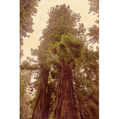 " Redwoods II "