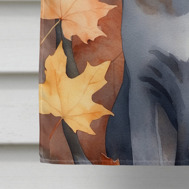 Chat en feuilles d'automne, Korat