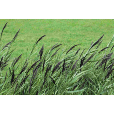 Herbe vaporeuse