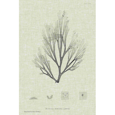 Gris anthracite et lin algue III