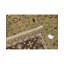 Hand Woven Wool Oriental Area Rug