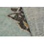 Distressed Homage Animal Print Area Rug-60224980