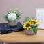 6 plantes
