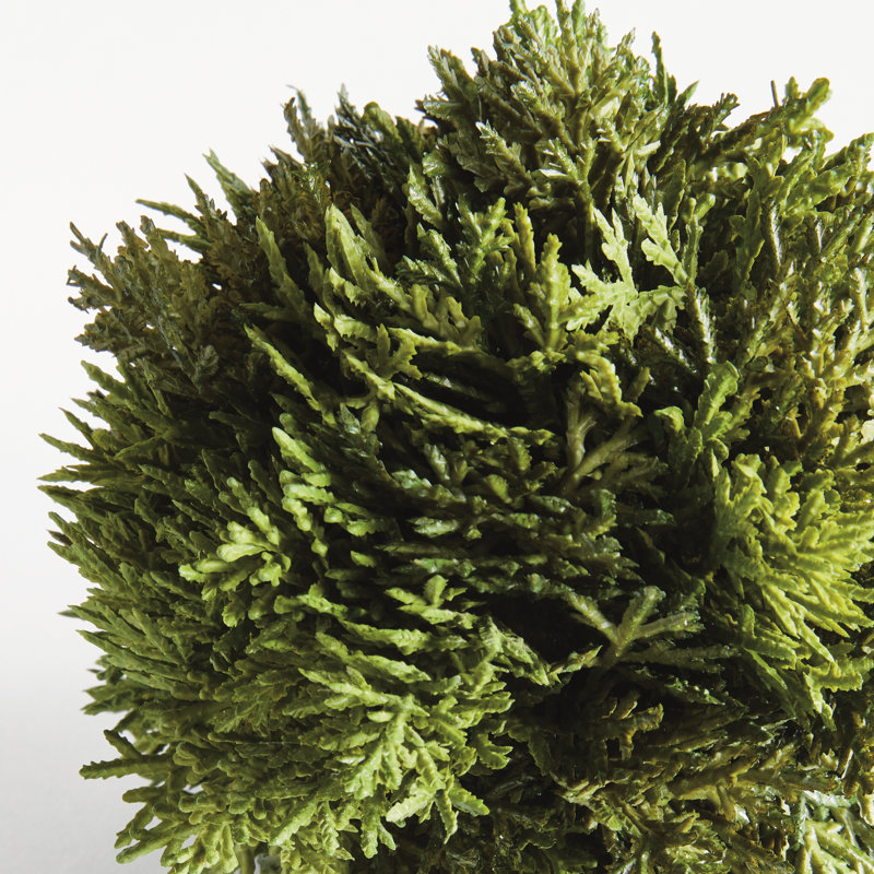 Deanne Faux Cypress Plant, 5.5" H x 5.5" W x 5.5" D