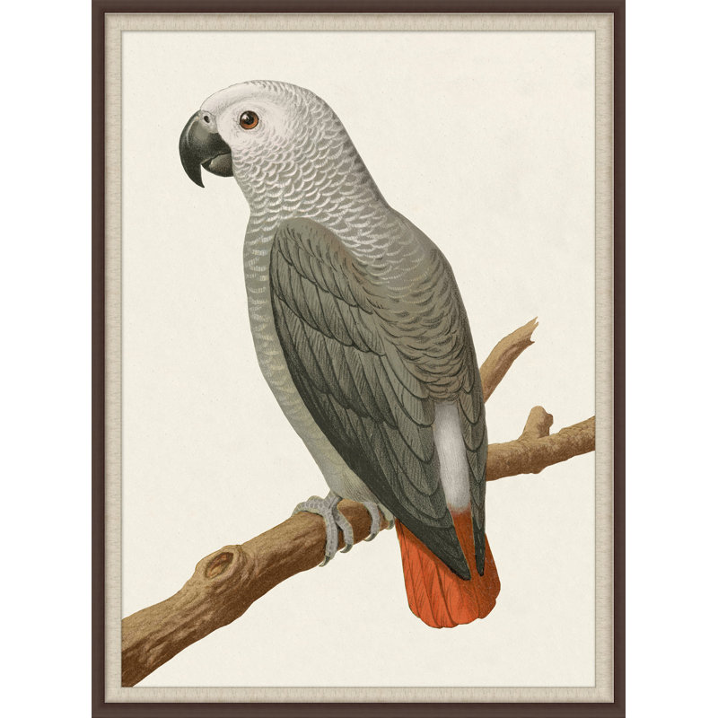 Gray Parrot 2' Framed Print on Glass