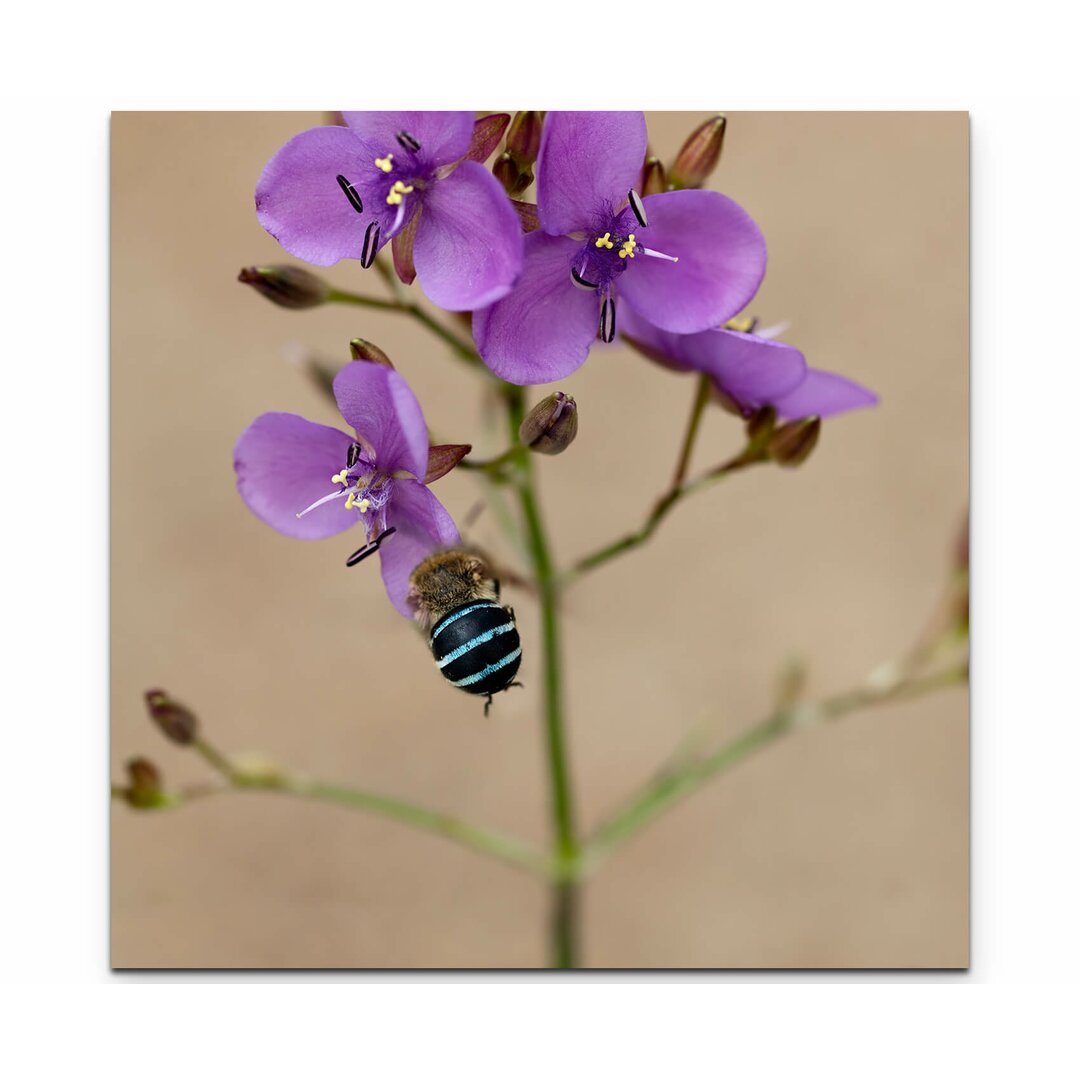 Leinwandbild Australische Wildblume mit Biene – Nahaufnahme