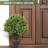 Guttenberg Faux Boxwood Topiary in Pot