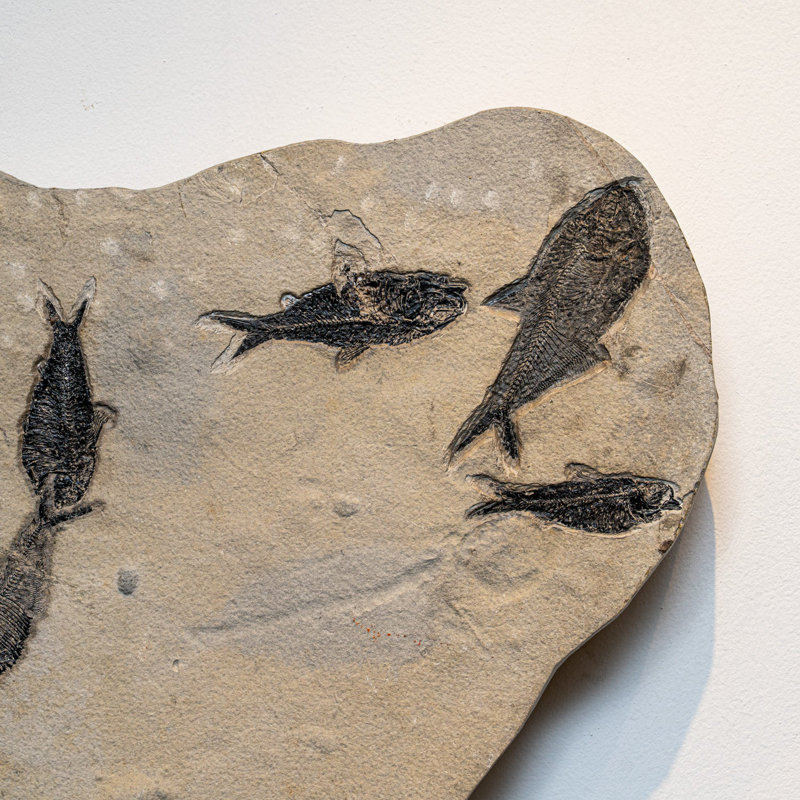 Giant Diplomytus And Cockerellites Fish Fossil Plate
