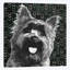 « yorkie », impression sur toile-31855489-73197716-73197991