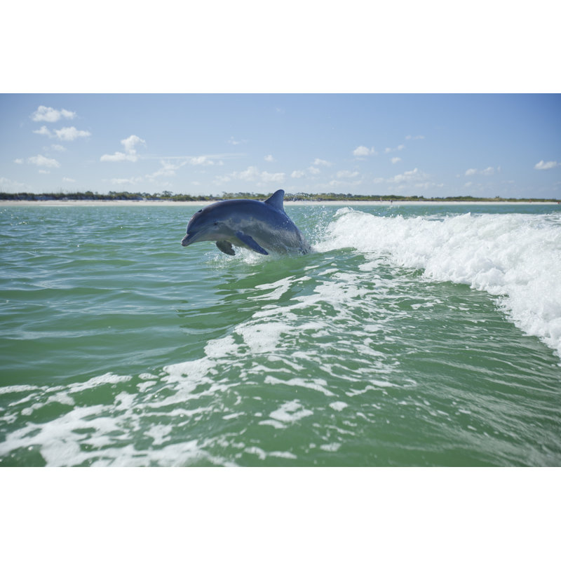 Dolphin 185295224, 30cm H x 46cm W