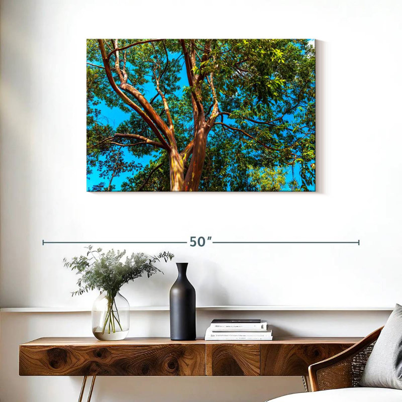 Eucalyptus arc-en-ciel Alvord, H 24 po x l 36 po