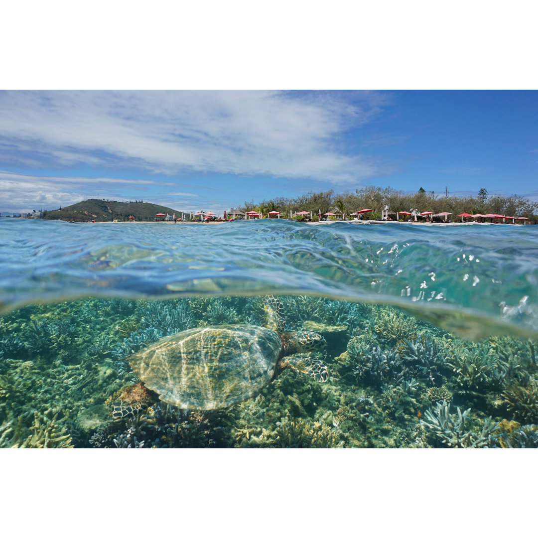 Sea Turtle Underwater