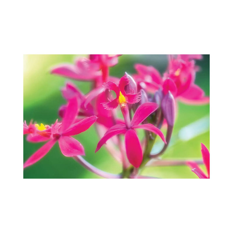 Pink Orchid Flower 1 Piece Wrapped Canvas Wall Art, 45.72cm H x 66.04cm W x 1.905cm D