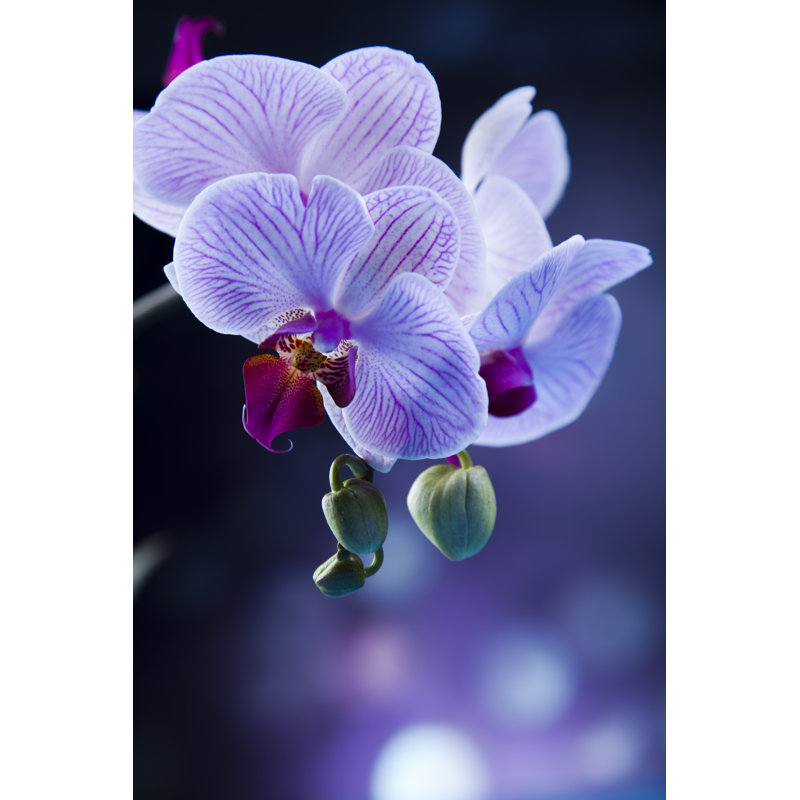 Beautiful Orchid by JanPietruszka - Wrapped Canvas Print, 91cm H x 61cm W